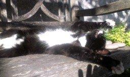 Huskat Kitkat billede 9