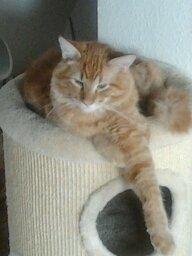 Maine Coon Ludvig billede 5