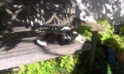 Huskat Kitkat billede 15