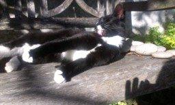 Huskat Kitkat billede 16