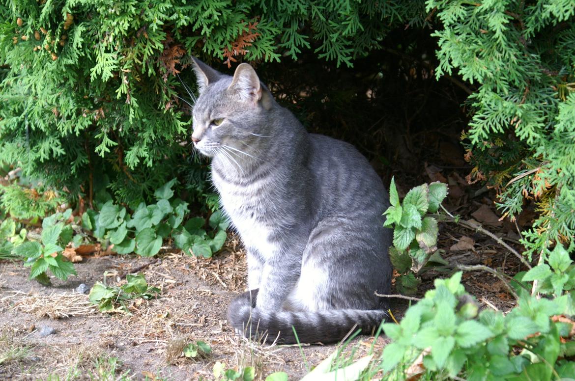 Huskat Lille - Nitro sidder og kigger ud fra busken.  billede 3