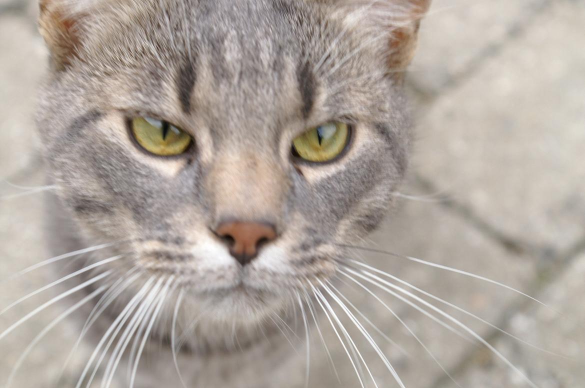 Huskat Lille - Close-up billed af Nitro. billede 2