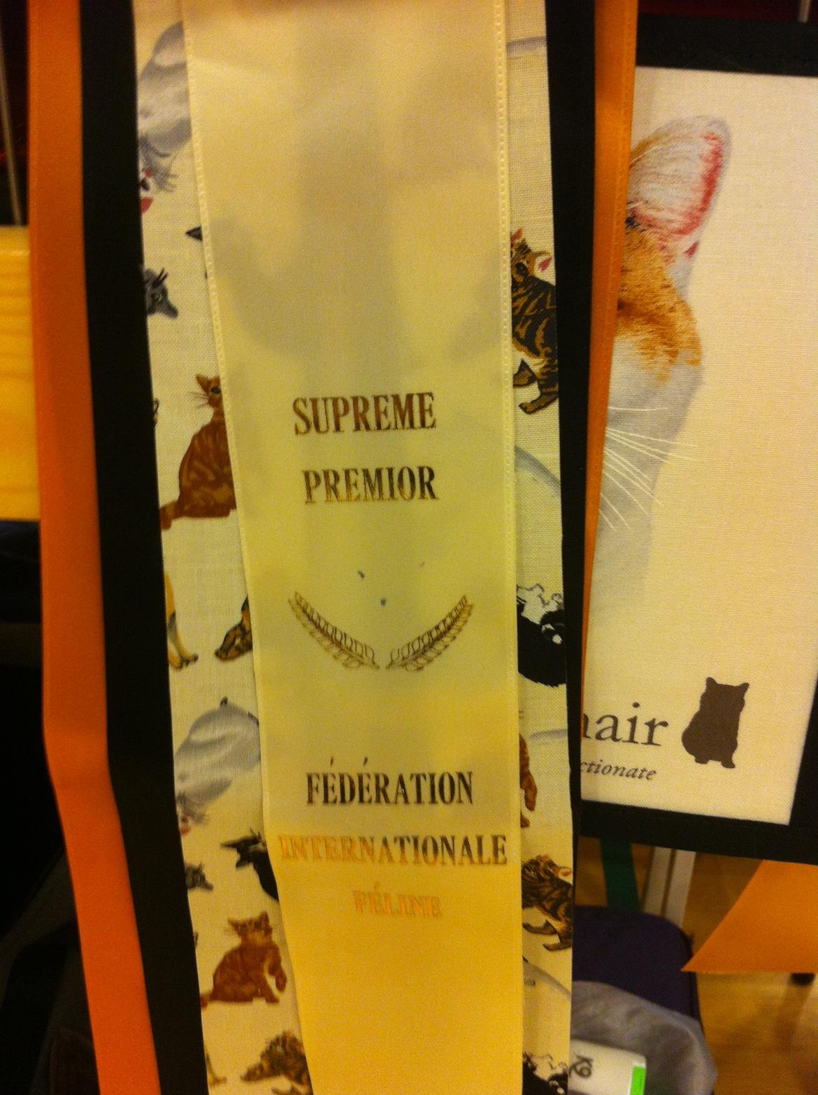 British Shorthair Alex billede 14