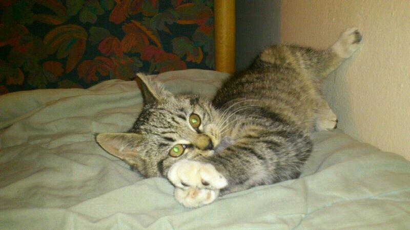 Blanding af racer Tøsen billede 2