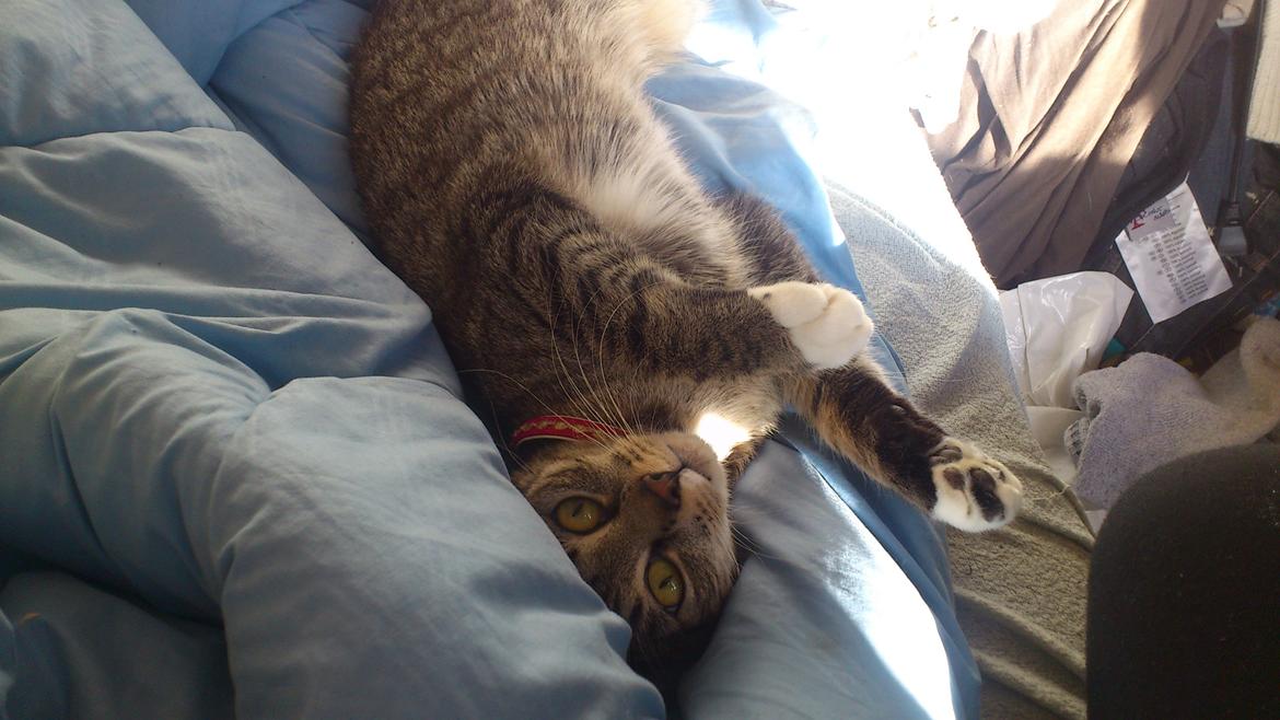 Blanding af racer Tøsen billede 9