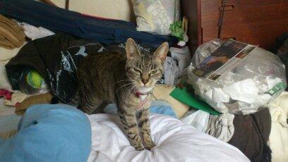 Blanding af racer Tøsen billede 8