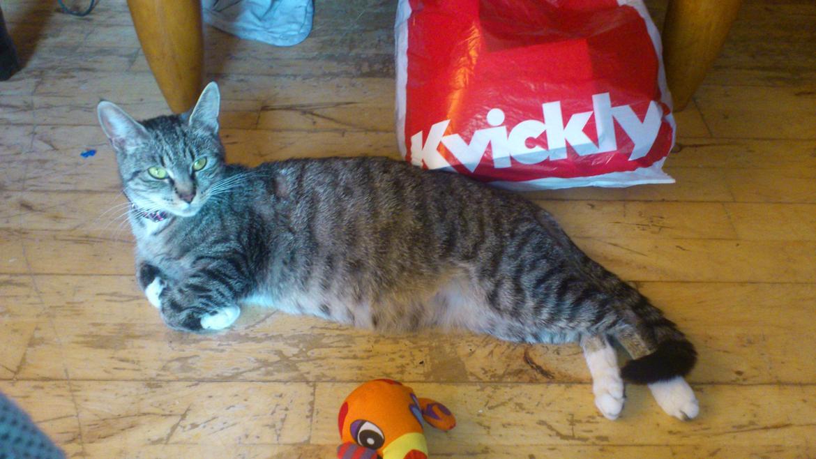 Blanding af racer Tøsen billede 4