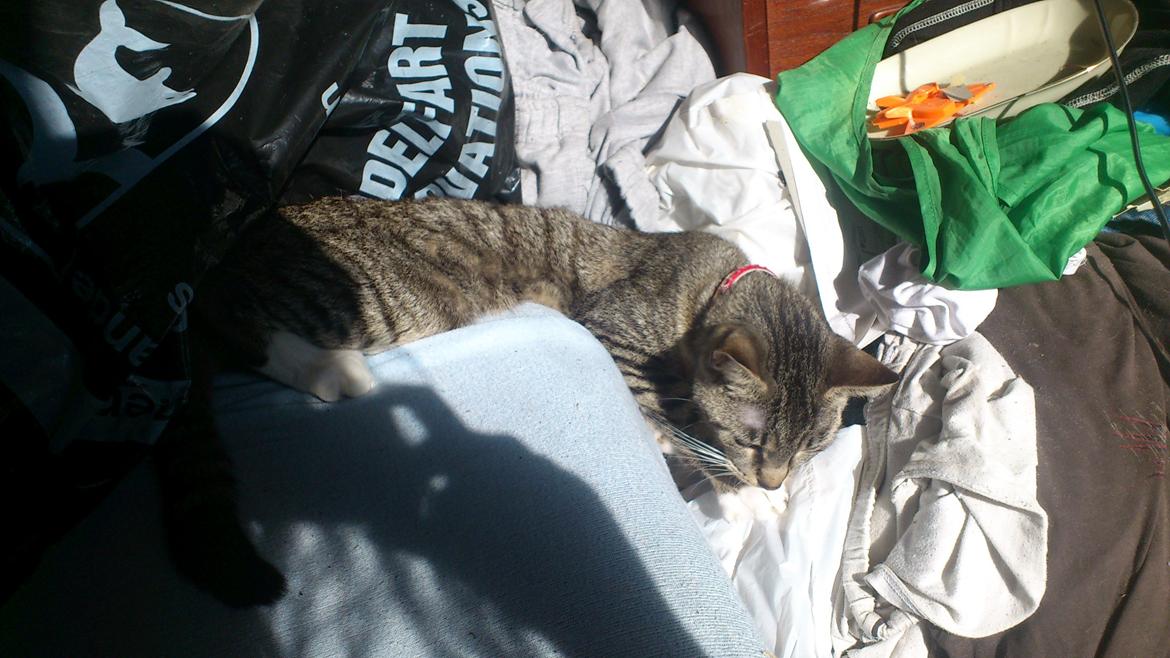 Blanding af racer Tøsen billede 10