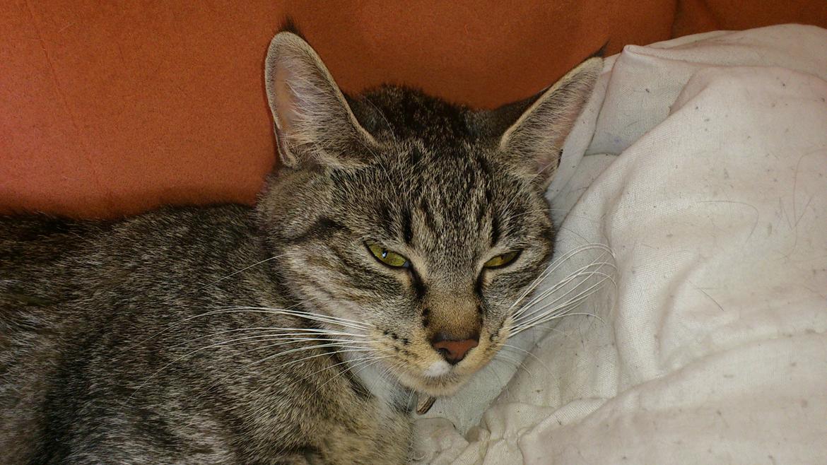 Blanding af racer Tøsen billede 5