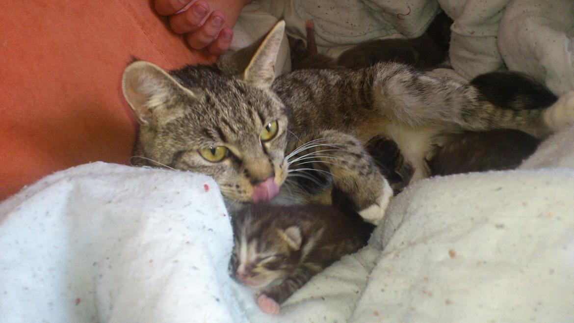 Blanding af racer Tøsen billede 7