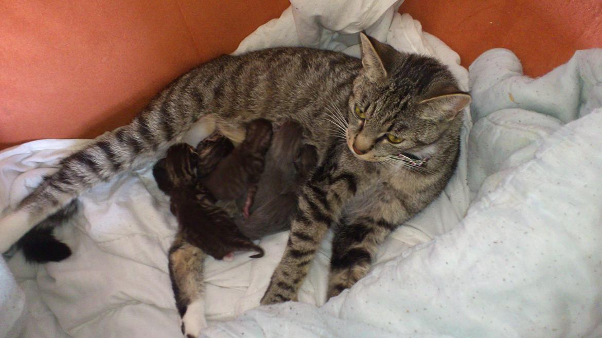 Blanding af racer Tøsen billede 6