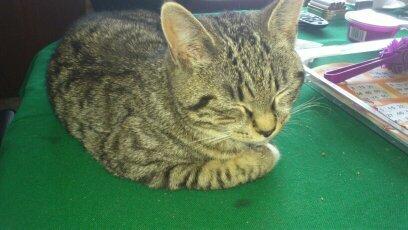 Blanding af racer Tøsen billede 3