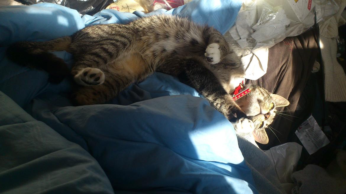 Blanding af racer Tøsen billede 11