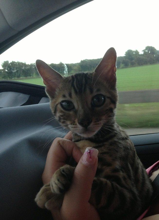 Bengal Xander billede 1