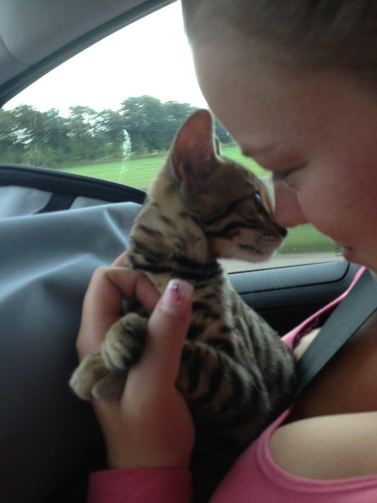 Bengal Xander billede 2