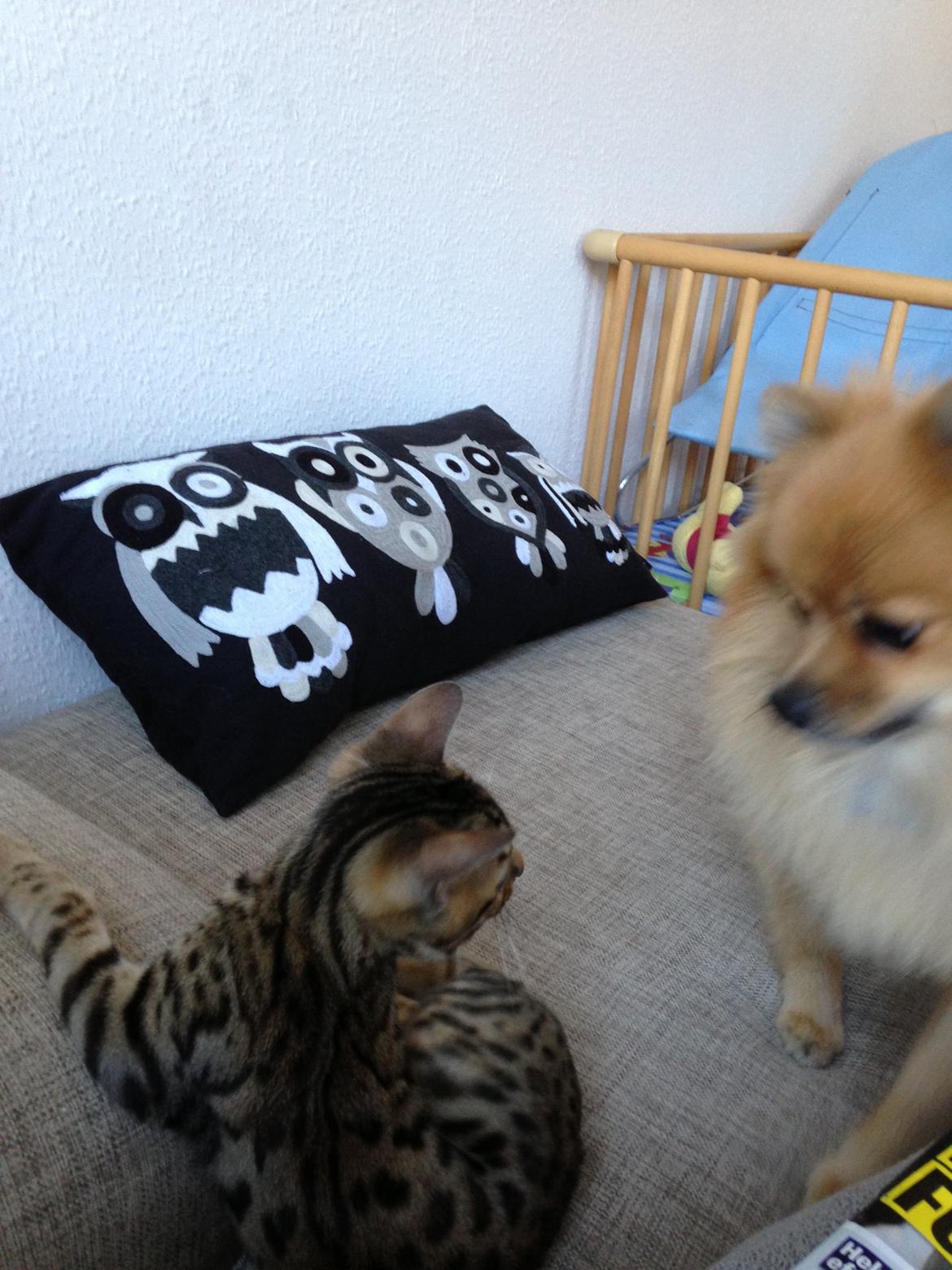 Bengal Xander billede 3