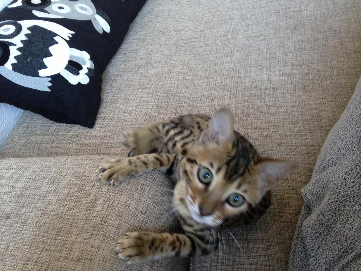 Bengal Xander billede 4