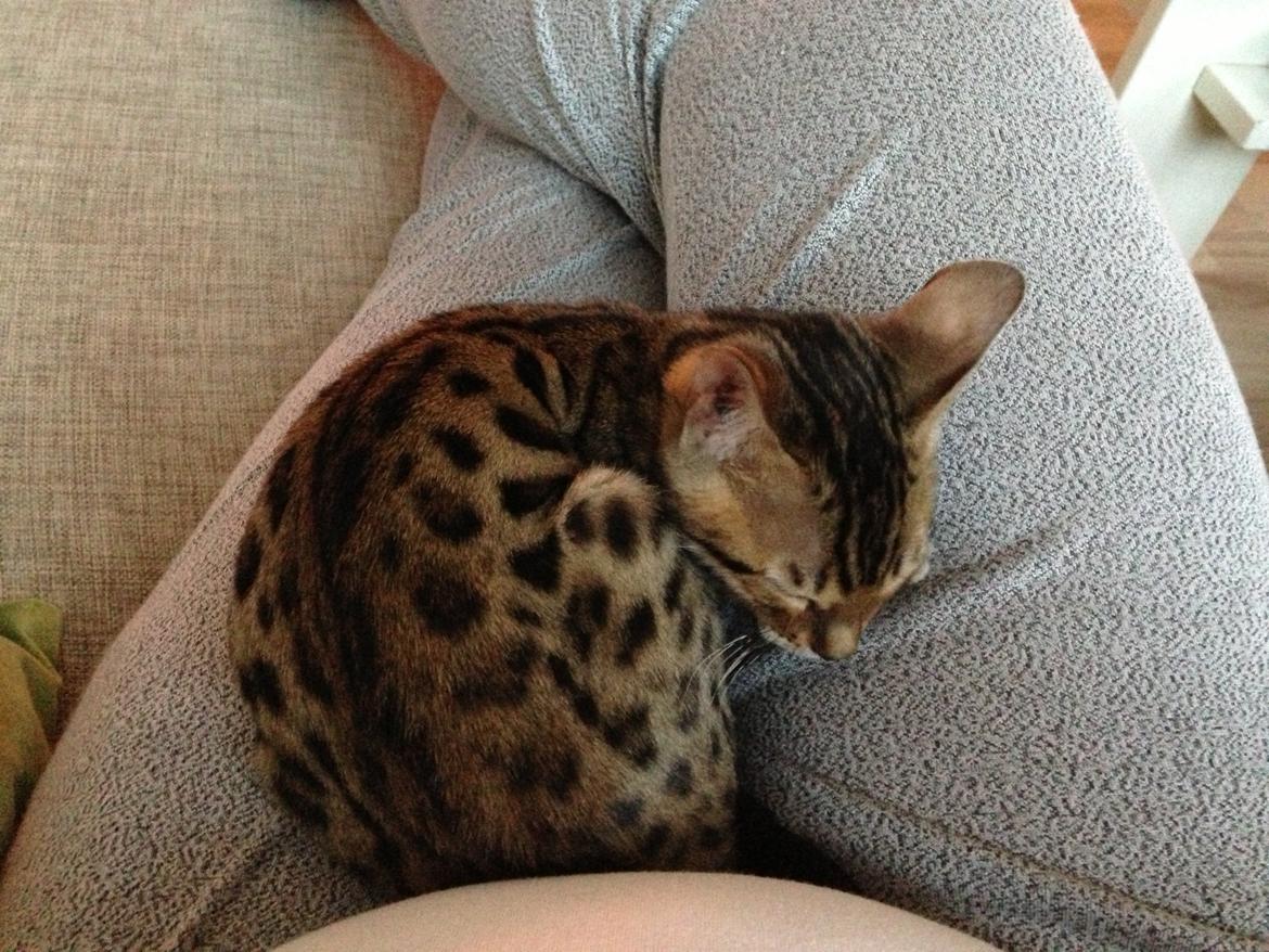 Bengal Xander billede 5