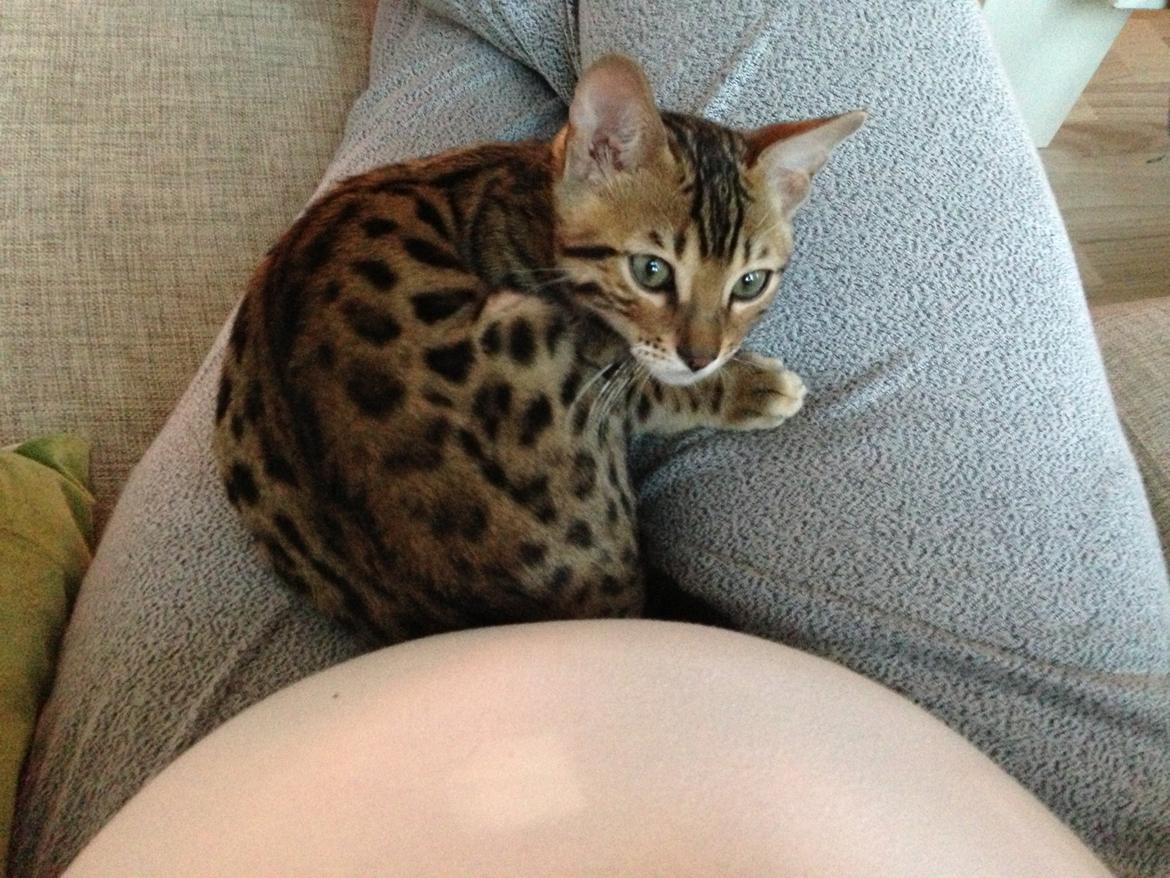 Bengal Xander billede 6