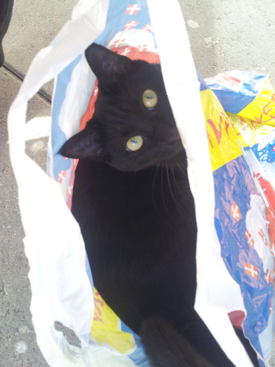 Huskat Mulle billede 10