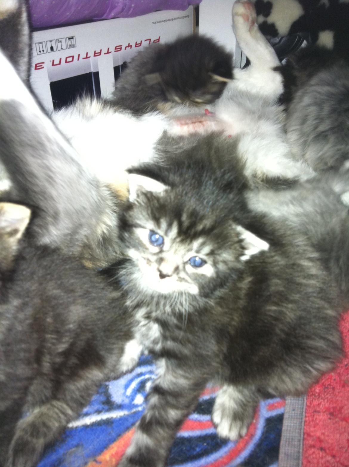 Maine Coon John - Min baby John som Bertha fødte i 2011 billede 1