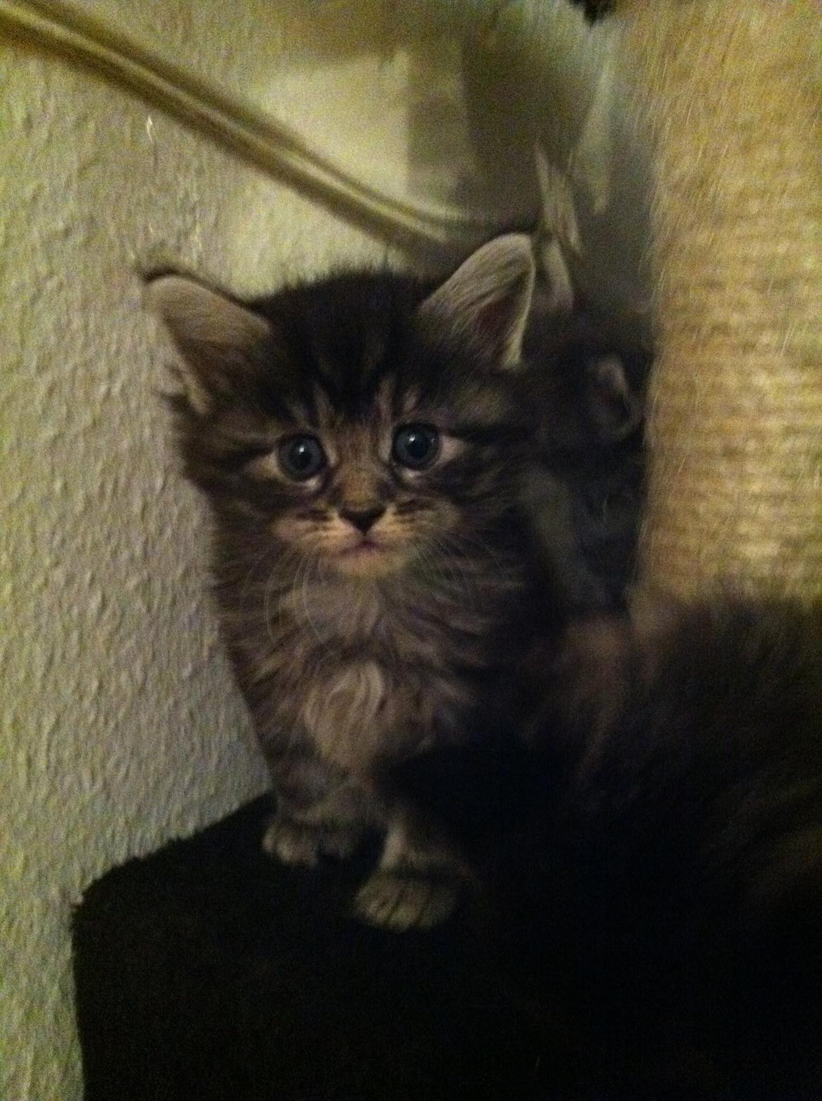 Maine Coon John - Smukke lille John billede 2