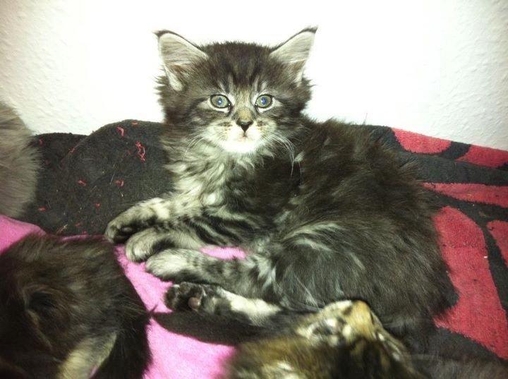 Maine Coon John - Ikke til at stå for :) billede 3