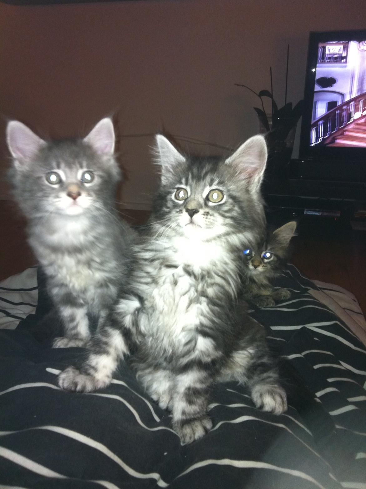 Maine Coon John - John med bror Messi billede 4