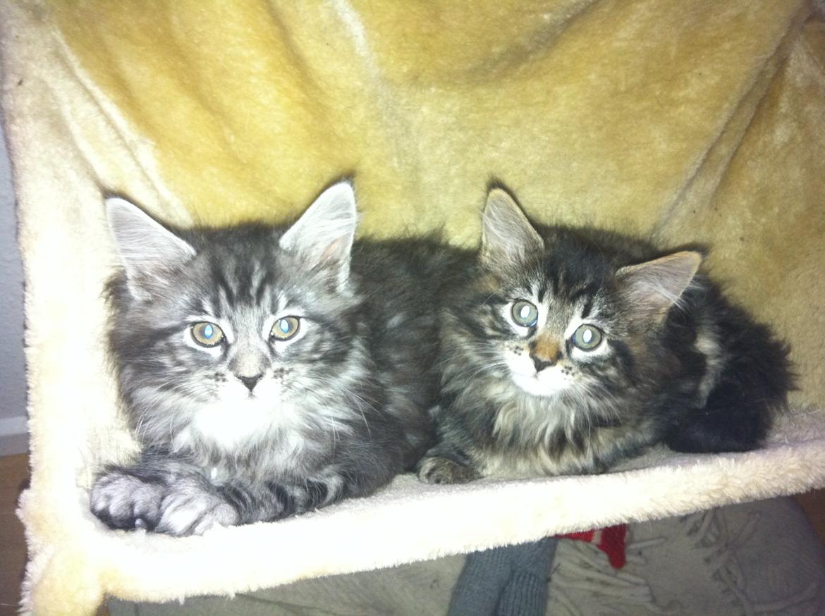 Maine Coon John - John med søster Bentley billede 5