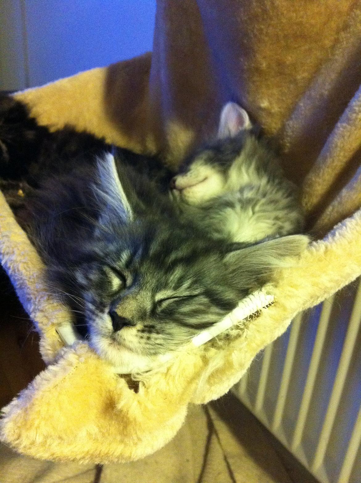 Maine Coon John - Puttetid billede 6