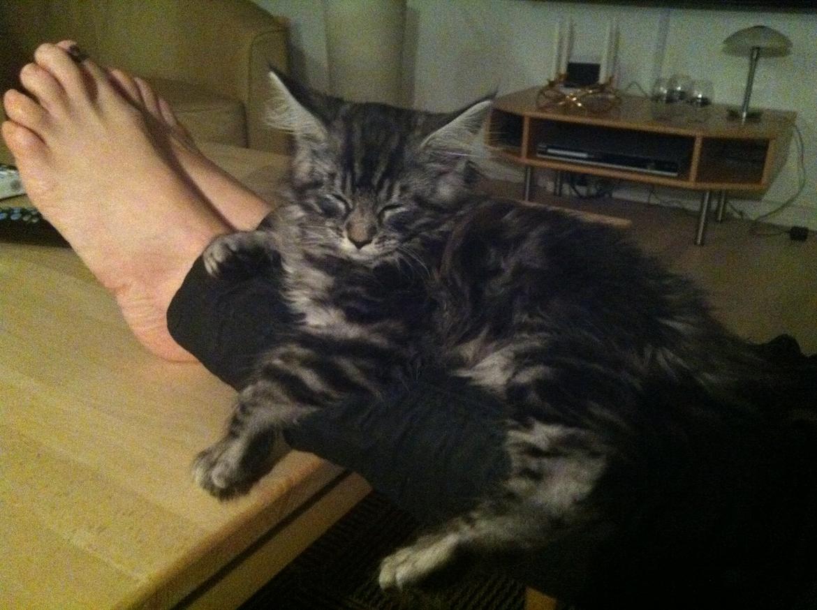 Maine Coon John - Man kan sove alle steder :) billede 7