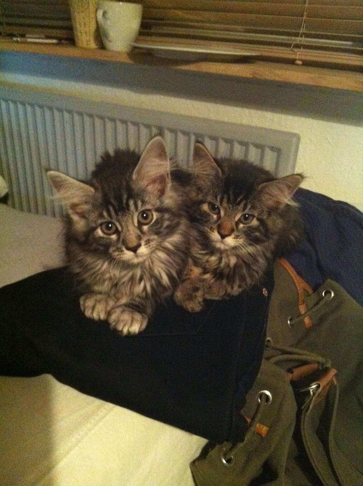 Maine Coon John - På besøg ved "mormor" med søster Stella billede 8