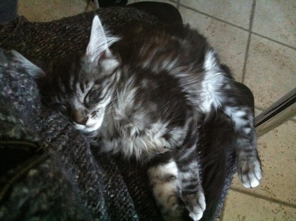Maine Coon John - Så sover vi igen :) billede 9