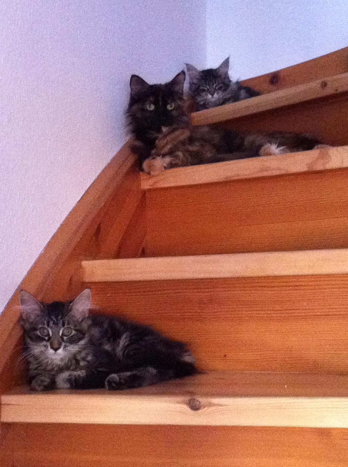 Maine Coon John - Trip, trap, træsko :) billede 10