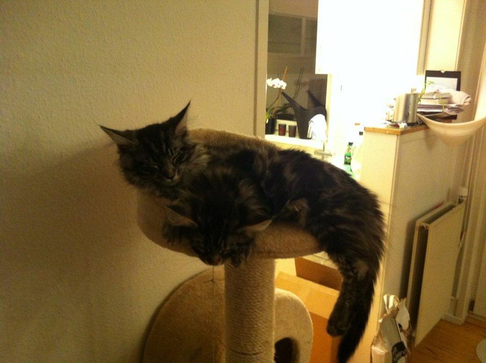 Maine Coon John - Elsker kradsetræet billede 11