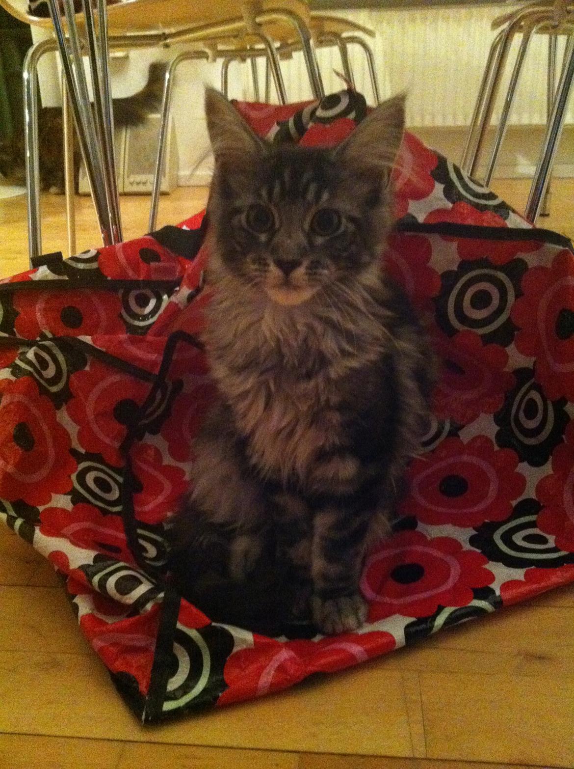 Maine Coon John - Plastik fantastik billede 12