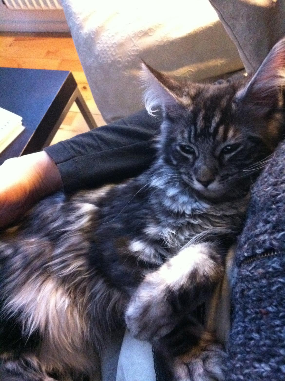 Maine Coon John - Puttetrold billede 13