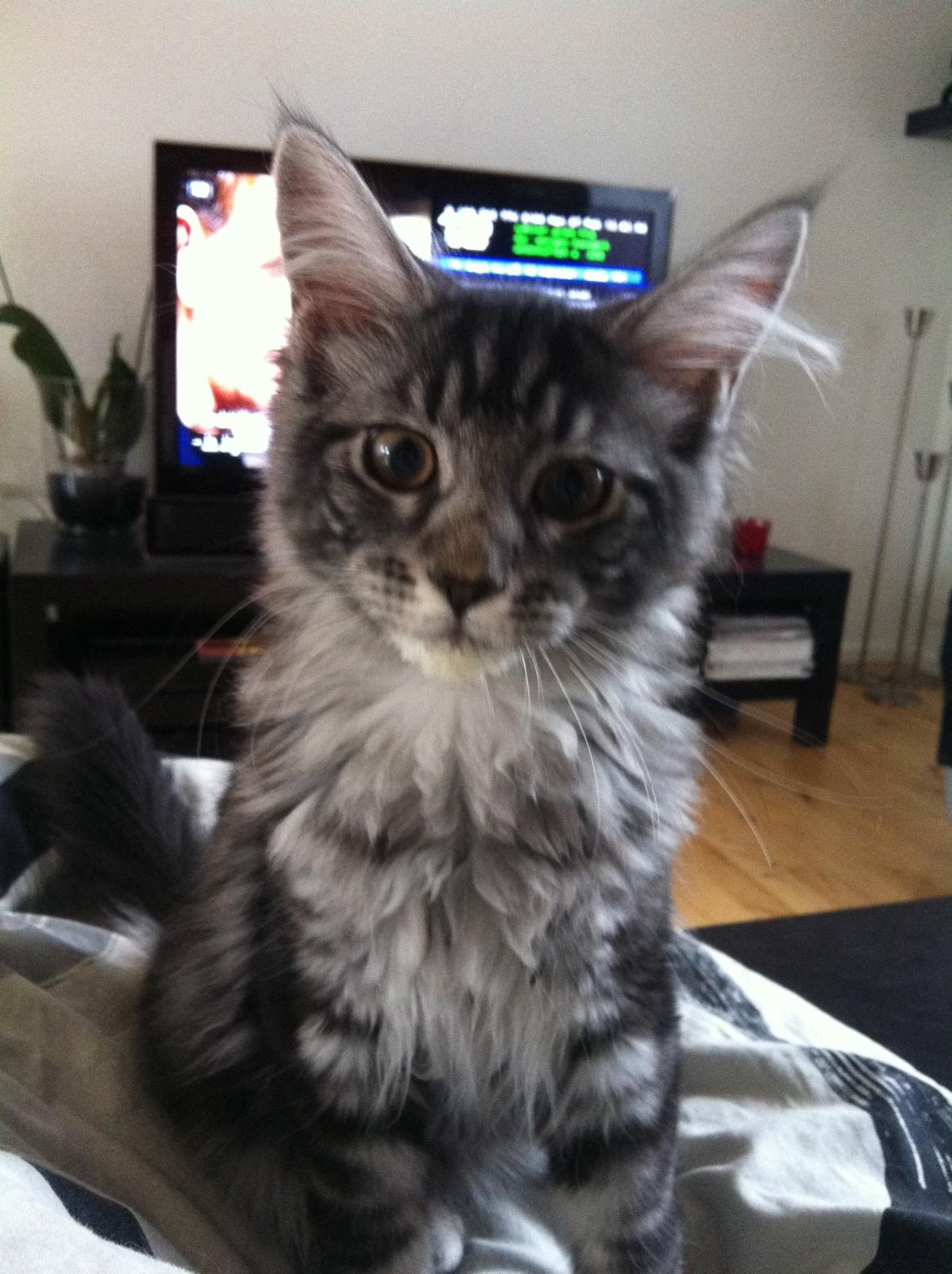 Maine Coon John - Dejlige dreng :) billede 14