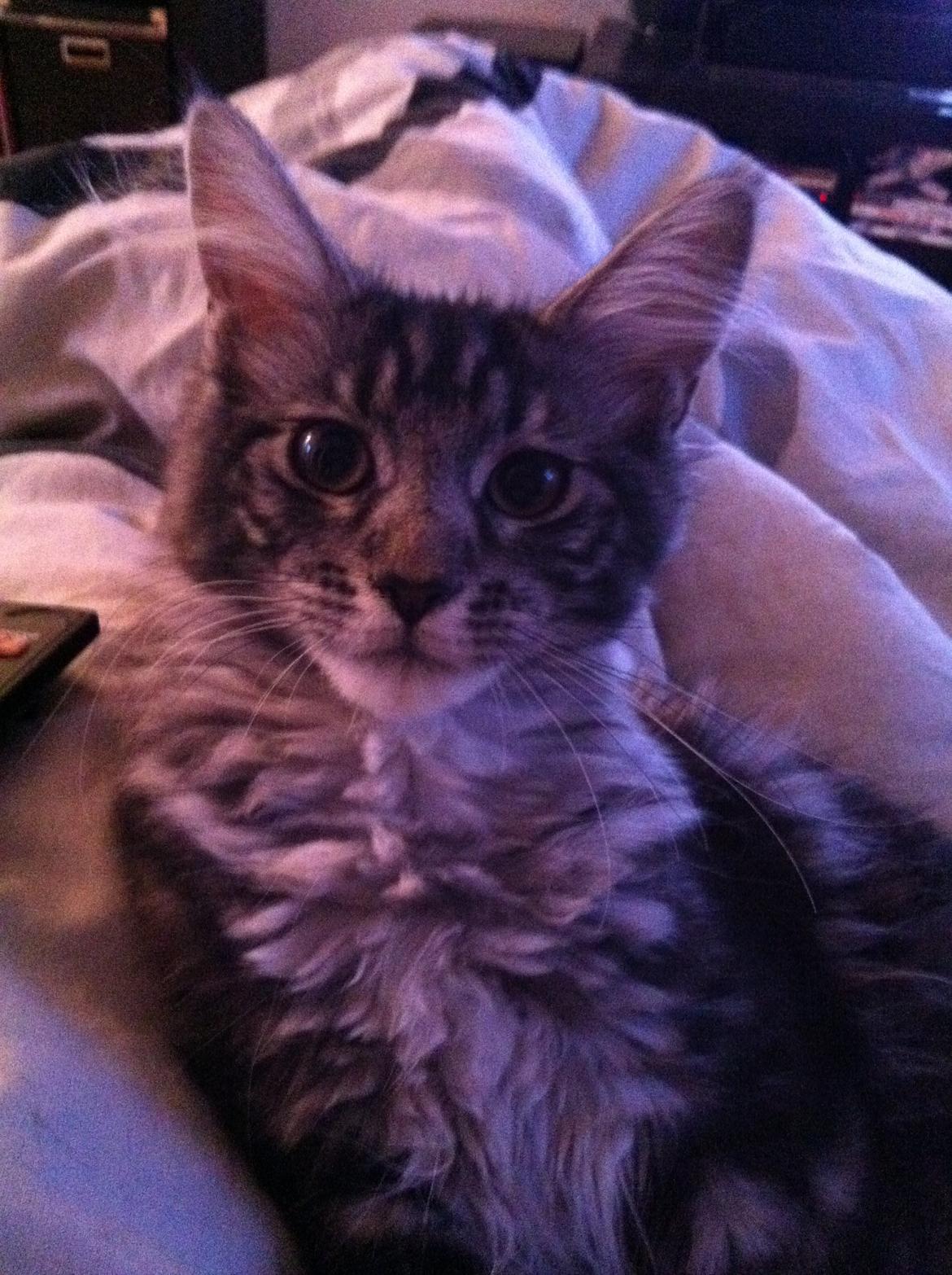 Maine Coon John billede 15