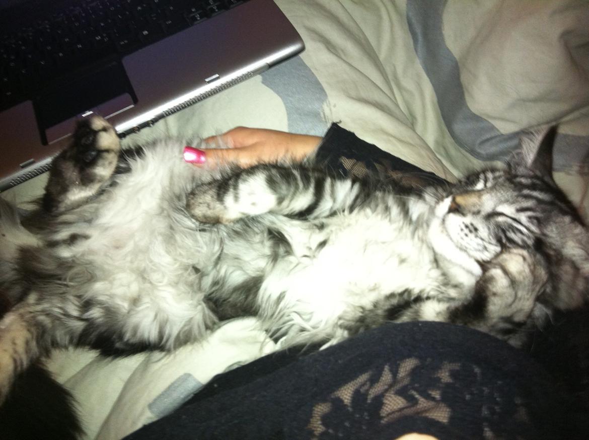 Maine Coon John - Elsker at putte i arm ved min madmor billede 16