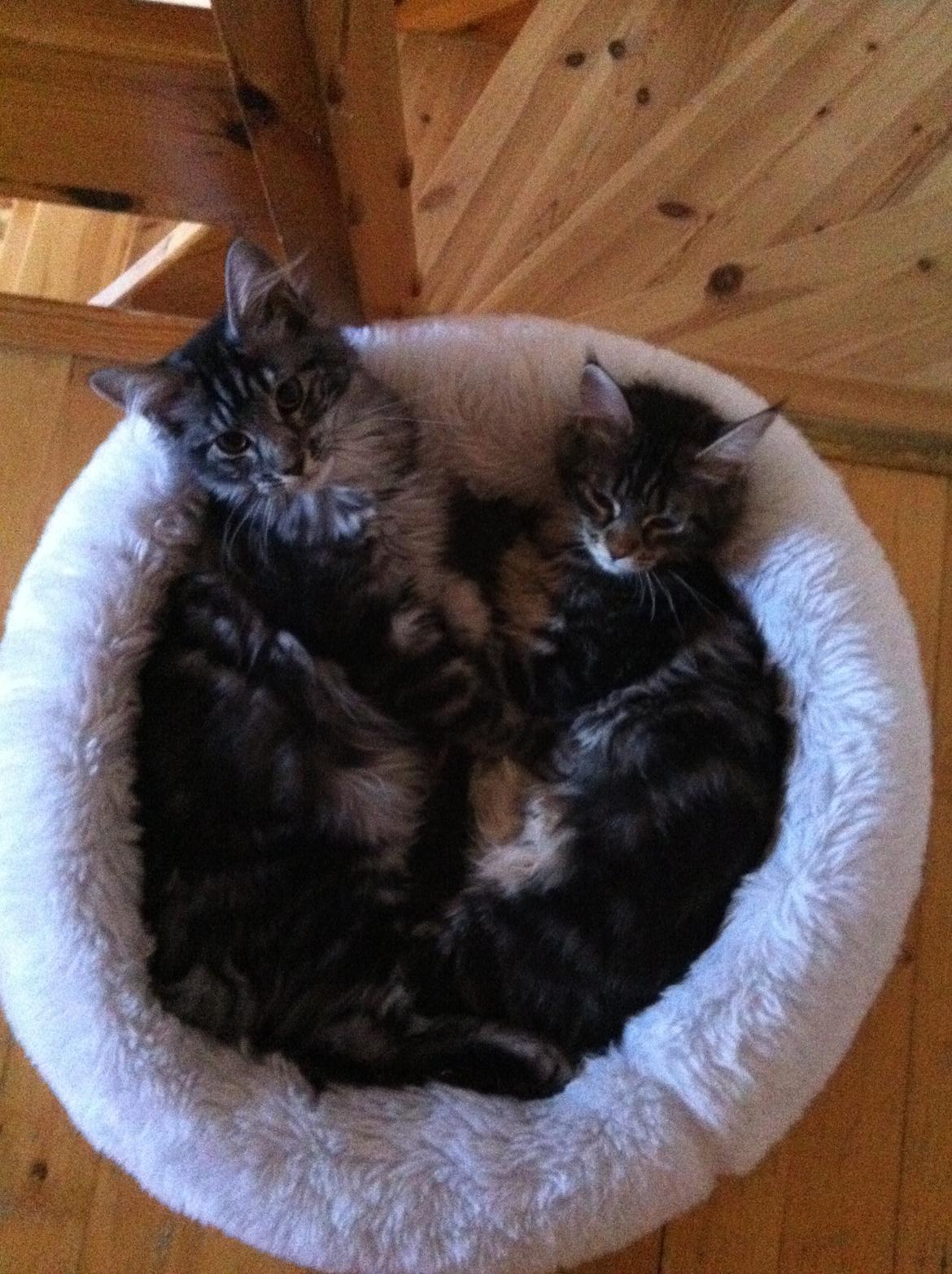 Maine Coon John - Hygger med søster Alma billede 17