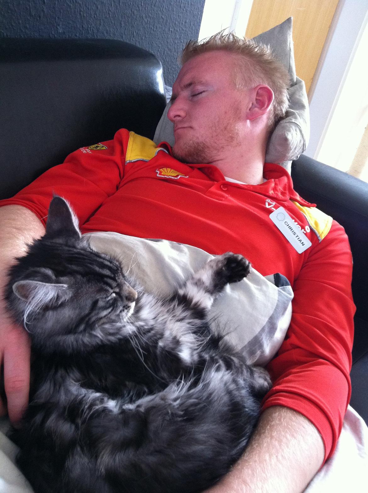 Maine Coon John - Sover madfar, så tager jeg en lur med ham :) billede 18