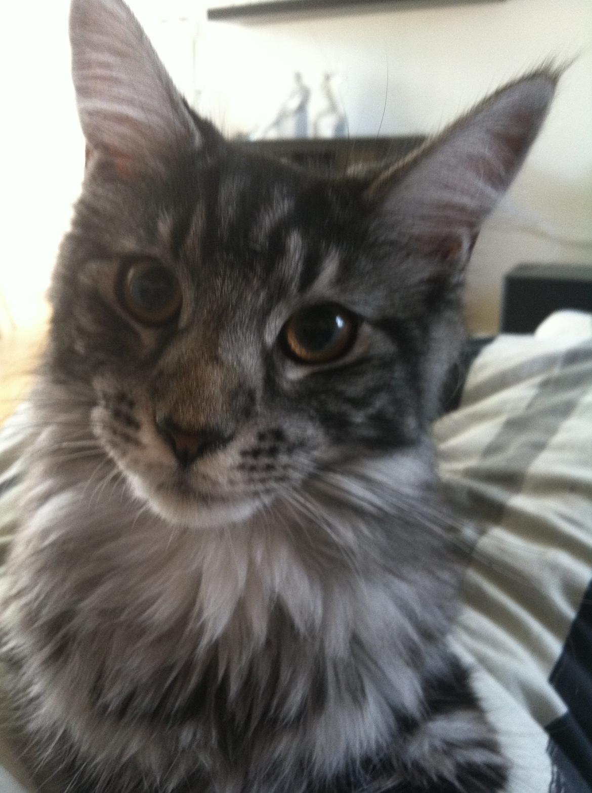 Maine Coon John - Close up :) billede 19