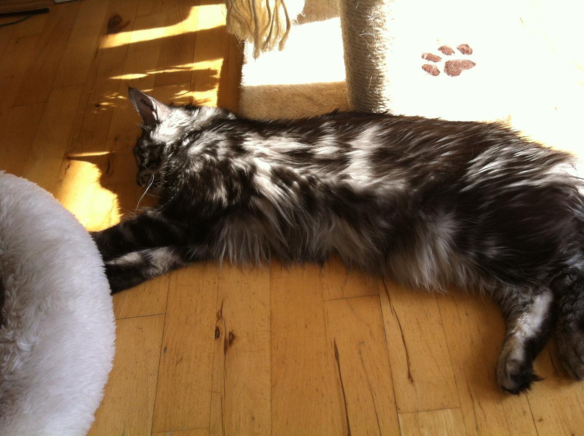 Maine Coon John - Nyder solen billede 20