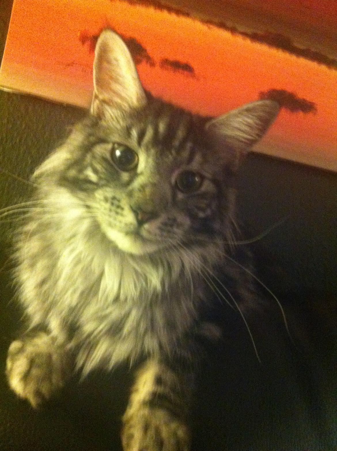 Maine Coon John - Stop nu med at tage billeder :) billede 21