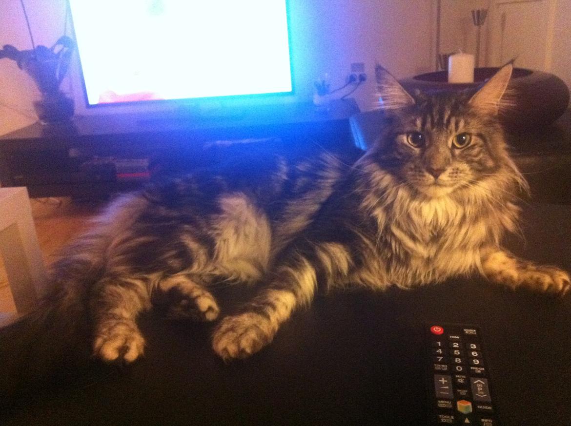 Maine Coon John billede 22