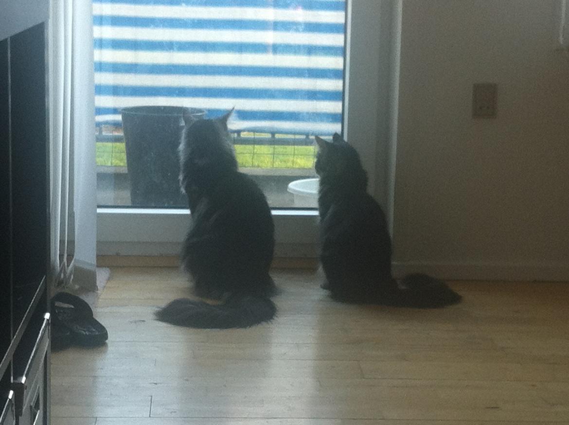 Maine Coon John - John med søster Bentley, nu er han endelig større end hende :) billede 23