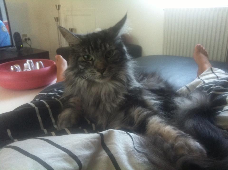 Maine Coon John billede 24