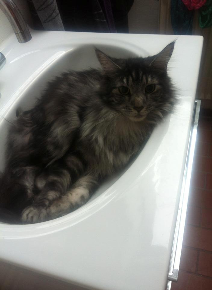 Maine Coon John - Dejlig køligt i sommervarmen billede 25