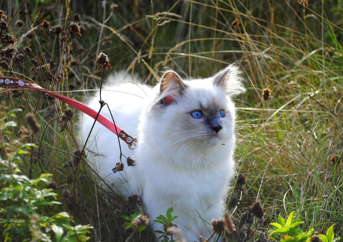 Ragdoll Sawyer billede 4